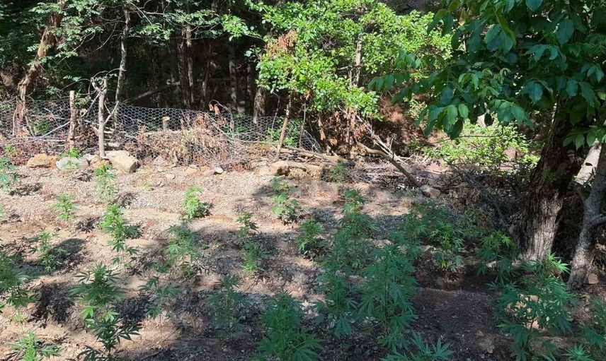 Bingöl'de 42 bin kök kenevir bitkisi ele geçirildi
