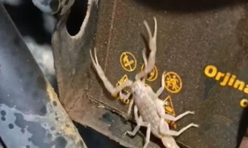 Motosikletin motorunda bulunan akrep ustayı şaşırttı