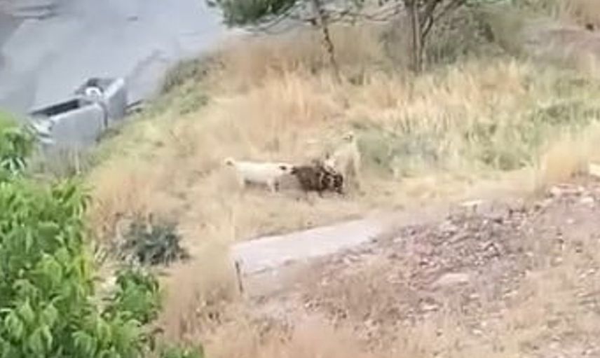Elazığ'da sokak köpekleri 2 keçiyi telef etti