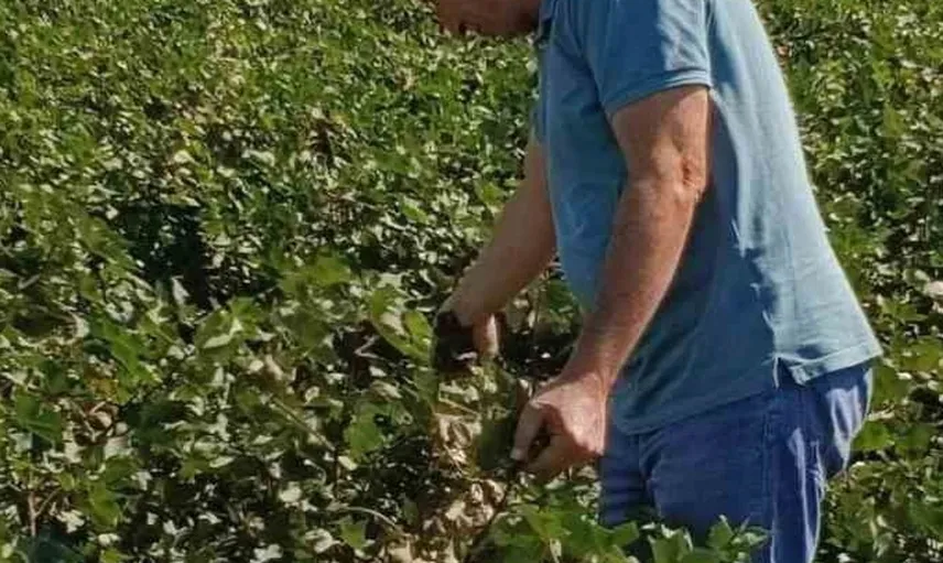 Didim'de pamuk tarlalarında zararlılarla mücadele sürüyor