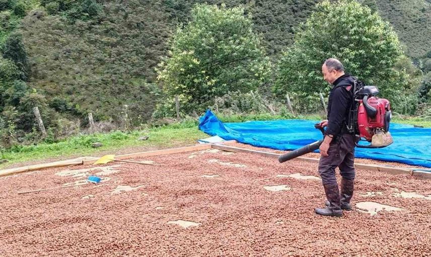 Giresunlu fındık üreticisi yağmurla mücadelede üfleme körüğü kullanıyor