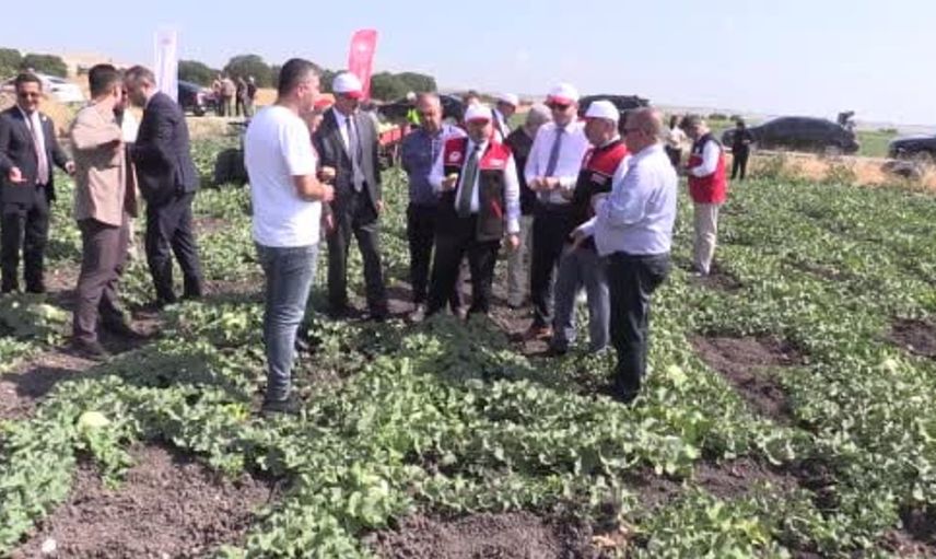 Balıkesir'de ata tohumu ile yetiştirilen beyaz kavun hasadı başladı