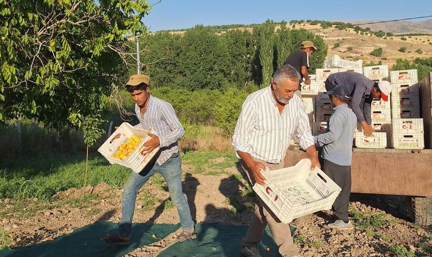 Kayısı üreticileri zor durumda: TMO'dan alım çağrısı