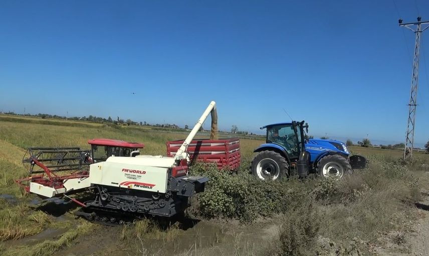 Bafra Ovası'nda çeltik hasadı başladı: Üreticiler memnun
