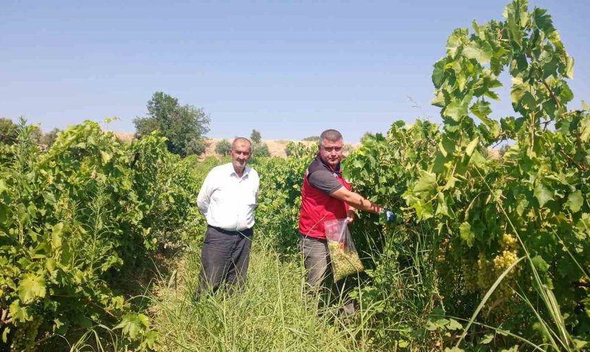 Manisa'da üzüm üreticilerine hasat öncesi pestisit denetimi yapıldı