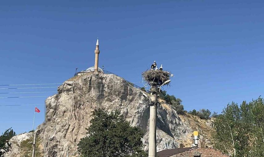 Sivas'ta leylekler, mahalle sakinlerinin komşusu haline geldi