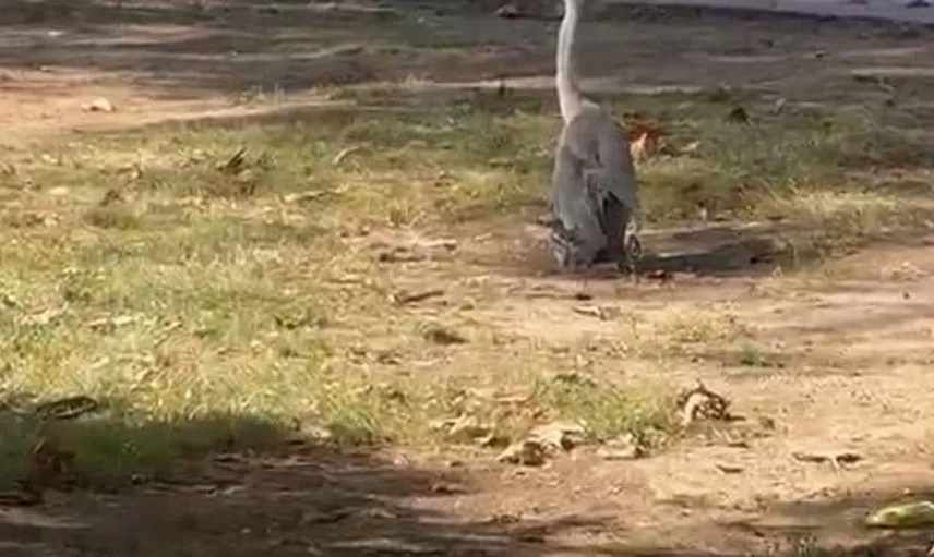 Sinop'ta balıkçıl kuşu ziyaretçileri kendine hayran bıraktı