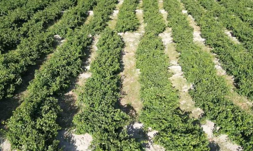 Erciş üzümünde bağ bozumu başladı: Tarihi lezzet yeniden sofralarda
