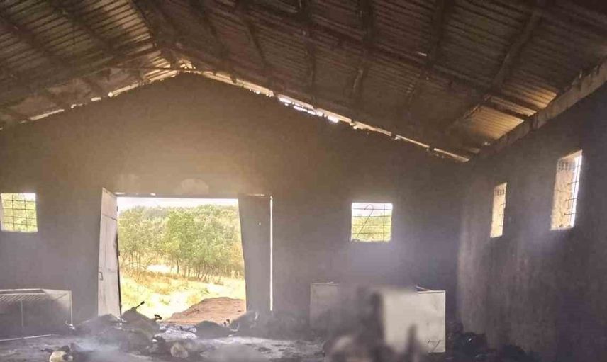 Tunceli'deki yangında 200 küçükbaş hayvan telef oldu