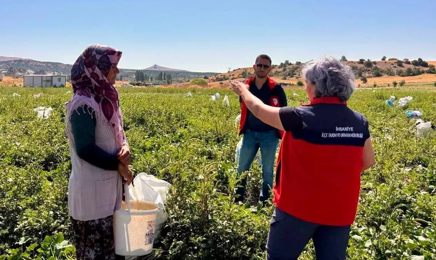 Afyonkarahisar'da turşuluk salatalık hasadı hız kesmeden devam ediyor