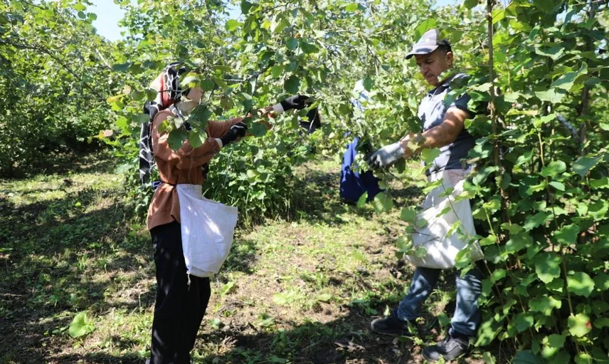 Ordu'da fındık hasadı için iş gücü projesi 7. sezonunda devam ediyor