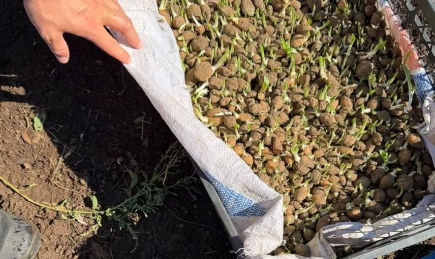 Yığılca'da salep orkidesi üretimi için yeni adımlar atılıyor