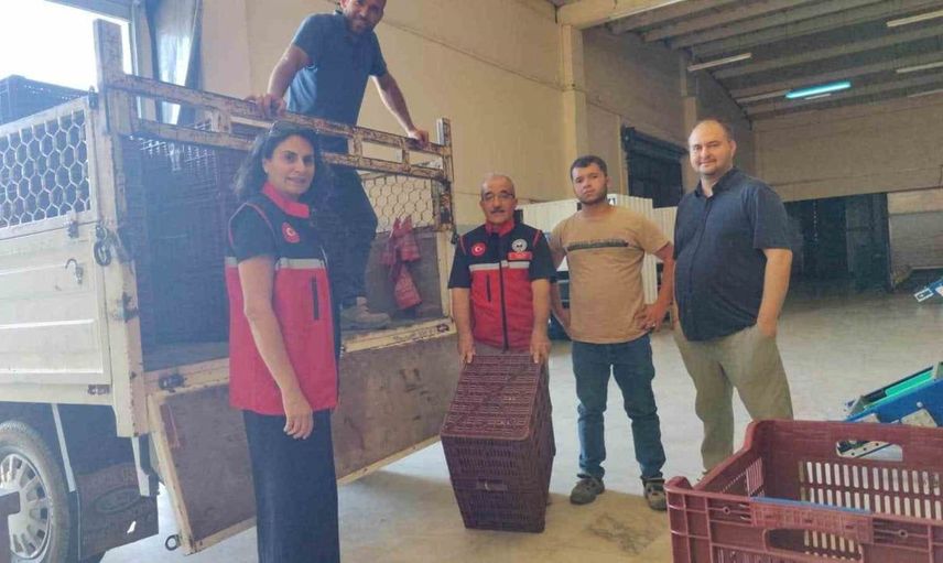 Nazilli'de incir üreticilerine yönelik destek programı başlatıldı