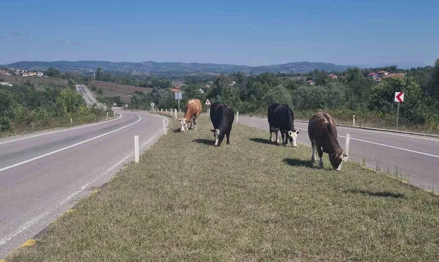 Yolda başıboş hayvanlar tehlike yaratıyor