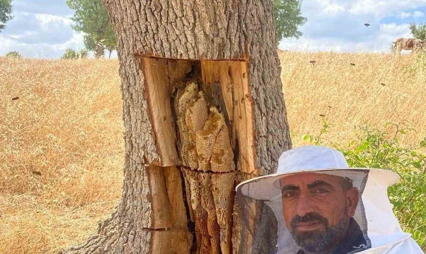 Diyarbakır'da arıların izini takip eden vatandaşlar ağaçlardan bal topladı