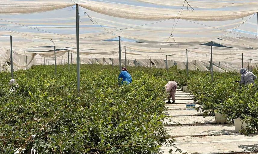 Şehir hayatından yorulan çift, İzmir'de topraksız tarım yapmaya başladı