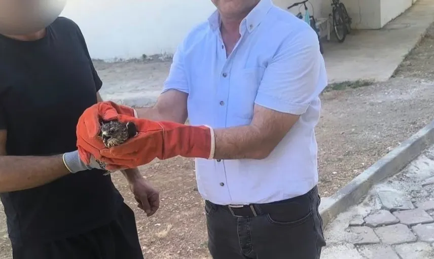Adıyaman'da yaralı yaban hayvanları koruma altına alındı