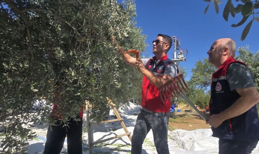 Bozdoğan'da zeytin hasadı yapıldı, verimlilik ve kalite vurgulandı