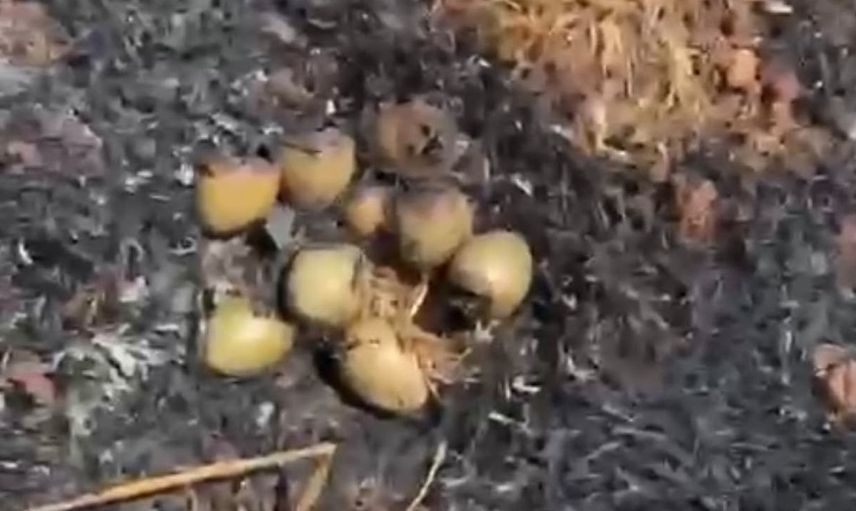 Oğuzeli'nde otluk alanda yangın meydana geldi