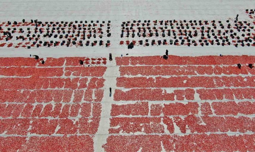 Torbalı'da domatesler güneşte kurutuluyor