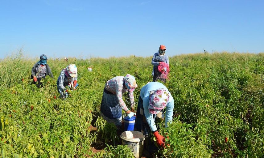 Bakan Koca Tarım İşçileri İçin Aşı Paylaşımı Yaptı