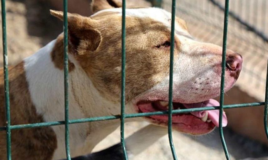 Bakan Tunç'tan Son Dakika! Başıboş Köpek Düzenlemesine İlişkin Açıklama