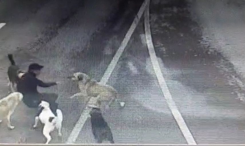 Bakırköy'de Başıboş Sokak Köpeklerinin Saldırısına Uğrayan İş İnsanı İBB'ye Dava Açacak!