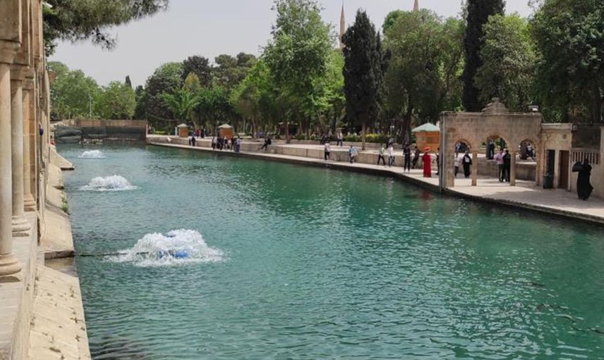 Balıklıgöl'deki çok sayıda balık ölümleri araştırılmaya başlandı