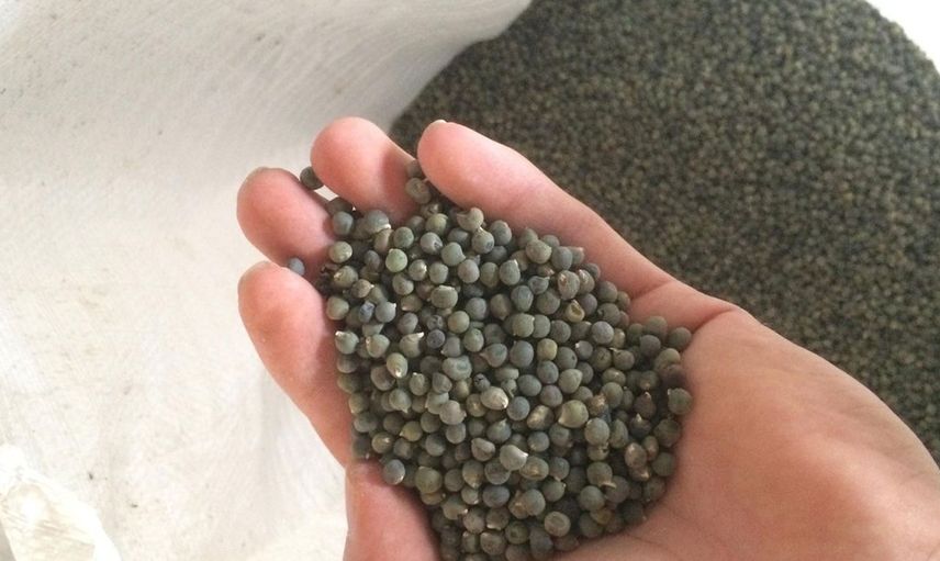 Bamya tohumu ne işe yarar, zayıflatır mı, hangi hastalığa iyi gelir, nasıl kullanılır? Diz ağrısını yok eden bamya tohumunun faydaları