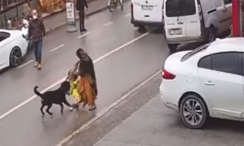 Başıboş bırakılan köpek kadının kucağından çocuğunu düşürdü... O anlar kameraya böyle yansıdı