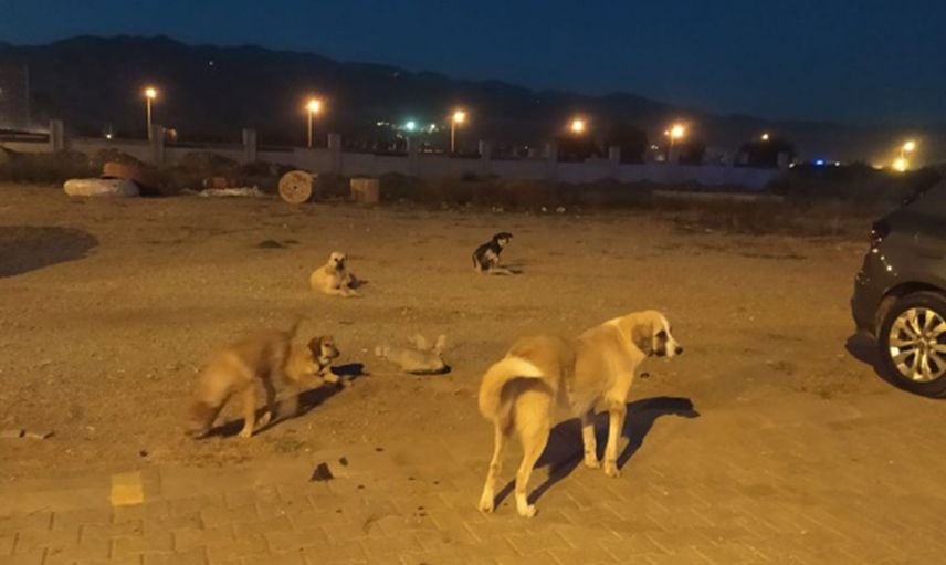 Başıboş Köpeğin Saldırısına Uğradı! Cinsel Organı Koptu