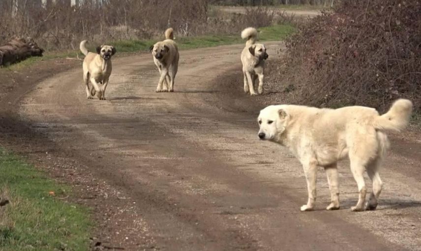 Başıboş köpek sorununa dikkat çeken çözüm: En az yüzde 70’i kısırlaştırılmalı
