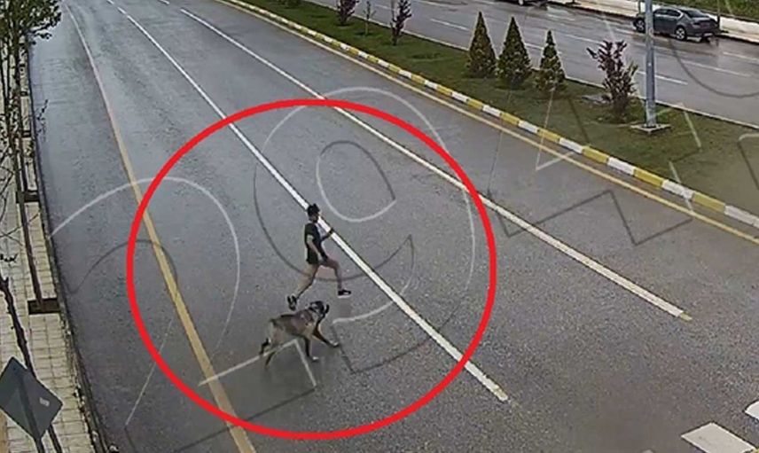 Başıboş köpek terörü! Çorumda köpekten kaçan çocuk ağır yaralanmıştı: O anlar kameralara yansıdı