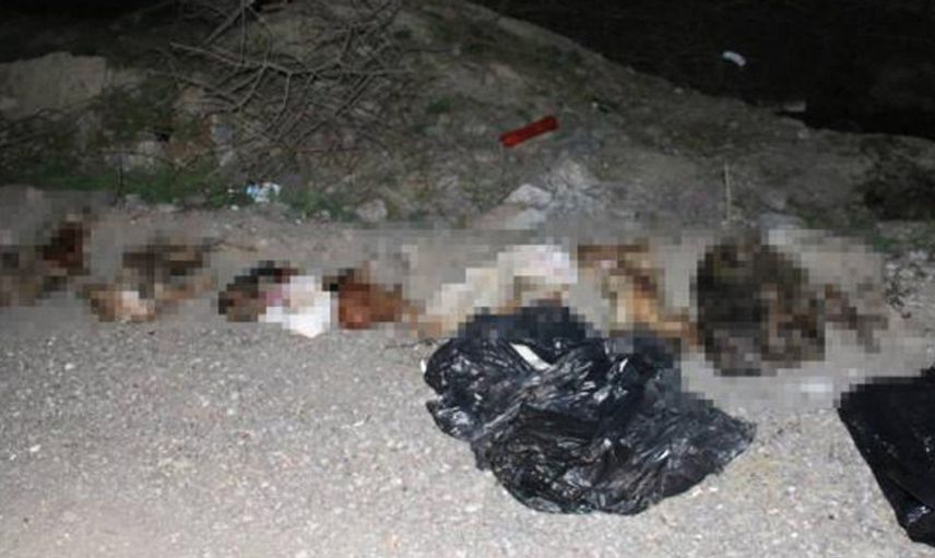 Başkent Ankara'da Çöplükte Çok Sayıda Köpek Bulundu