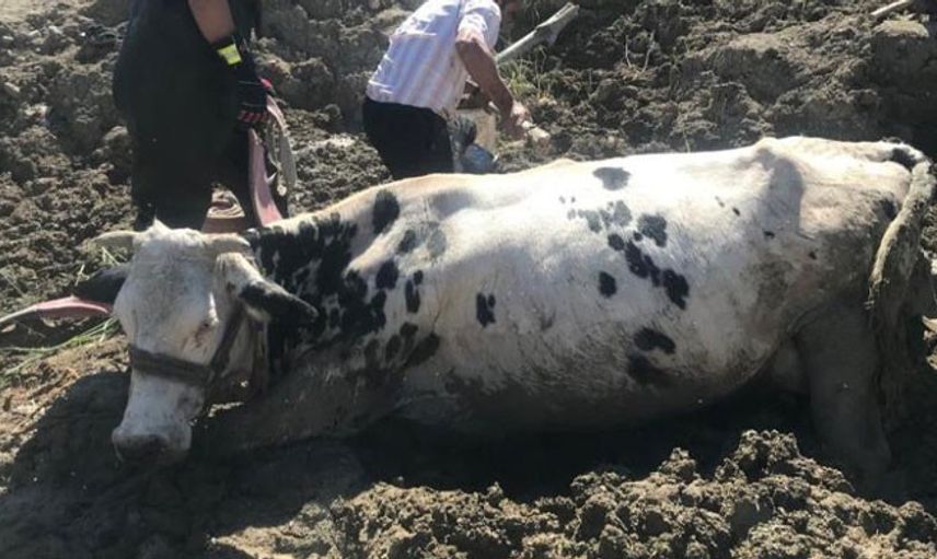 Bataklığa Saplanan İnek Vinç İle Kurtarıldı