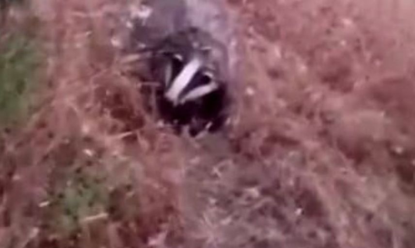 Batman'da nesli tükenme tehlikesi altındaki porsuk görüntülendi