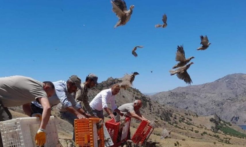 Bayburt'ta kınalı keklikler özgürlüklerine kavuştu! Bin adet kınalı keklik doğaya salındı