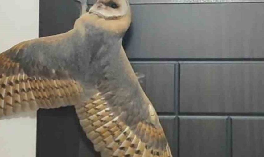 Baykuş zannedilen hırsızın hikayesi Beşikdüzü'nde yaşandı