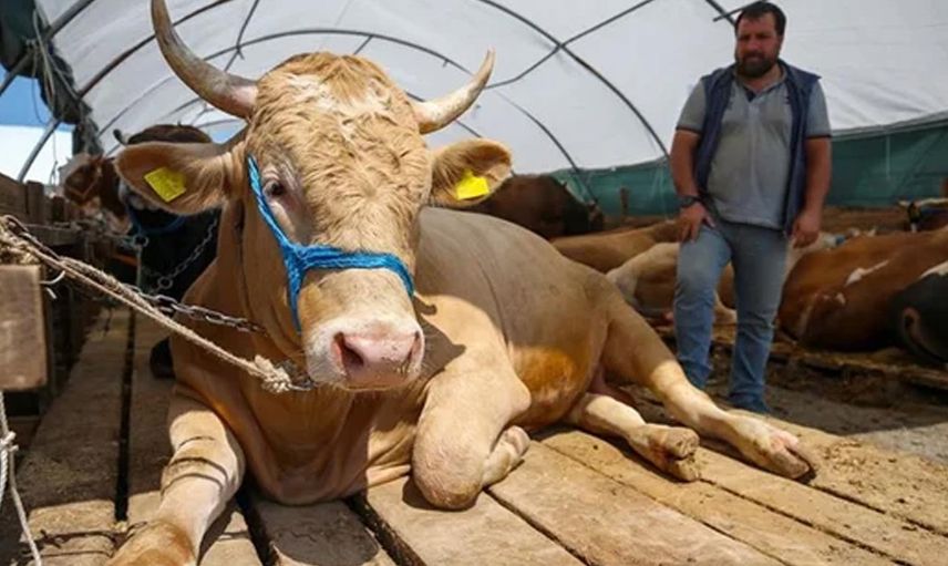 Bayrama günler kala beklenmedik hamle: Kurbanlık fiyatları değişti!