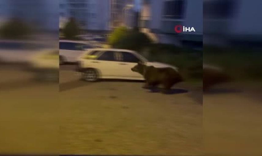 Kızılcahamam'da ayılar sokaklarda dolaşıyor