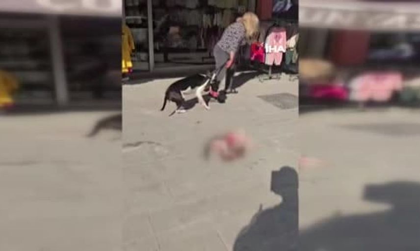 Esenyurt'ta yasaklı köpek ile kedi katliamına ağır ceza