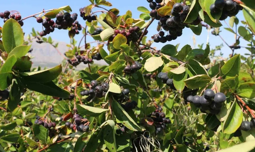 Erzincan'da aronya hasadı heyecanı: Üretim çeşitliliği artıyor
