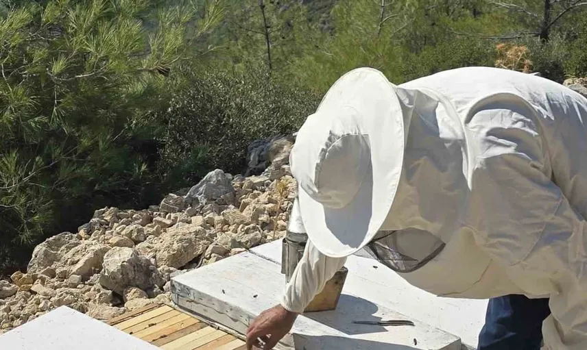 Söke'de arıcılığı desteklemek amacıyla kovan tespit çalışmaları devam ediyor