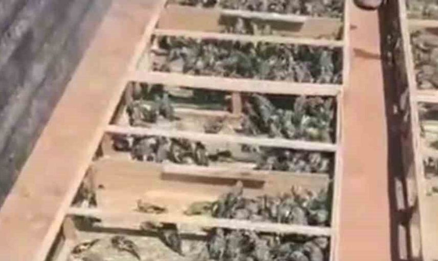 Sakaların Suriye’ye taşınmasına engel: 19 milyon TL ceza kesildi