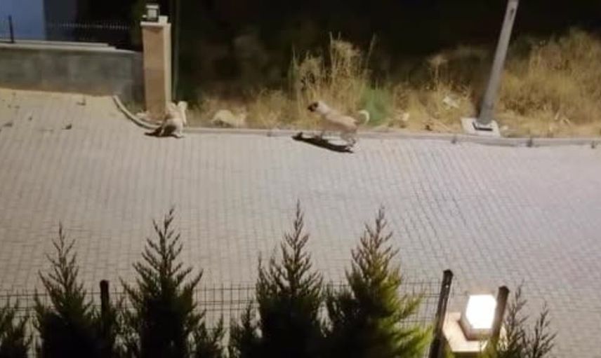 Kuşadası'nda yaban domuzunu köpeklerden sürüsü kurtardı