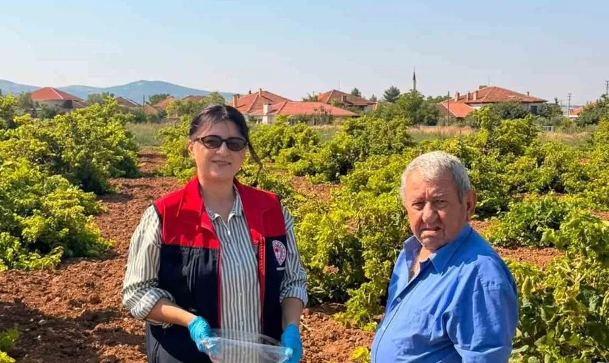 Bekilli'de üzüm hasadı öncesi pestisit denetimi başlatıldı