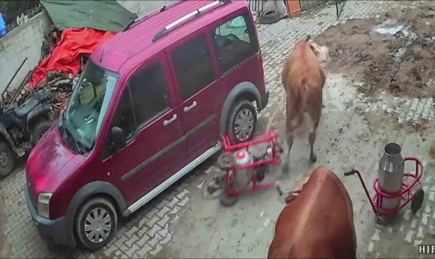 Amasya'da öfkeli boğa süt sağım makinesini sürükledi