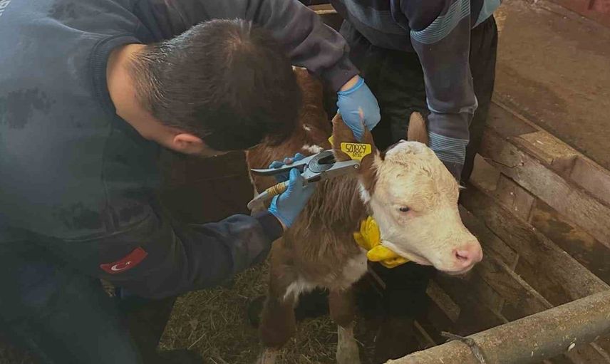 Aydıntepe'de büyükbaş hayvan aşılama ve küpeleme çalışmaları sürüyor