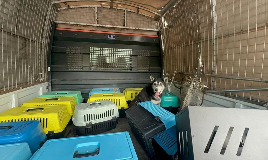 Marmaris'teki kedi dramı: Çöp evden bir kamyon çöp çıktı