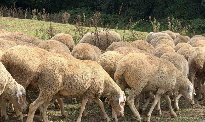 Düzce'de kırsal kalkınmaya katkı: 100 küçükbaş hayvan desteği